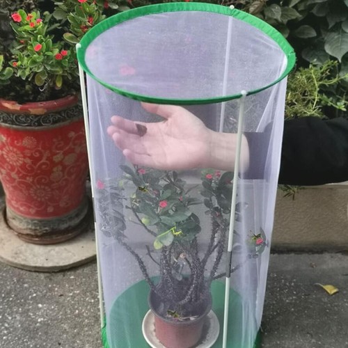 Mesh plant flowers greenhouse - plant,